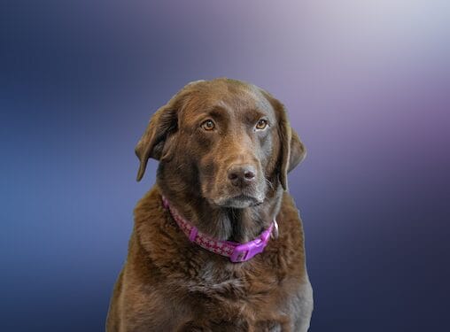 Maggie